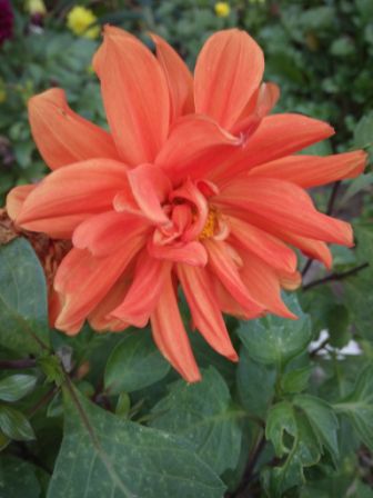 336x448  32 KB. Big one: 3072x4096  1228 KB