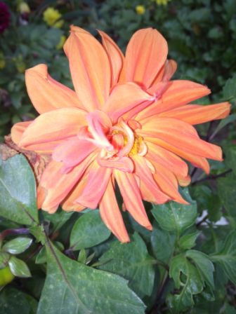 336x448  37 KB. Big one: 3072x4096  1426 KB