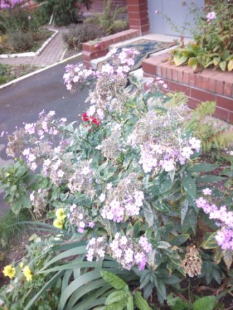 336x448  49 KB. Big one: 3072x4096  1910 KB