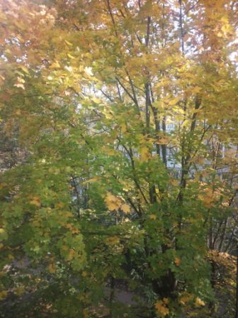 336x448  48 KB. Big one: 3072x4096  2311 KB