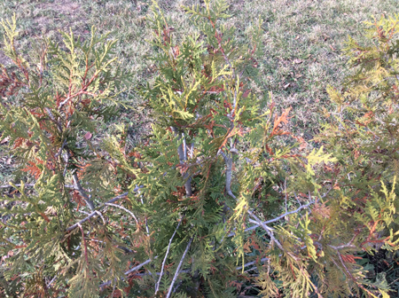 450x336  282 KB. Big one: 2592x1936  3076 KB