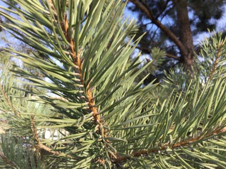 449x337  50 KB. Big one: 3264x2448  3428 KB