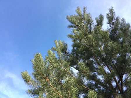 449x337  50 KB. Big one: 3264x2448  3623 KB