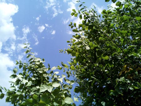 449x337  53 KB. Big one: 4096x3072  5492 KB