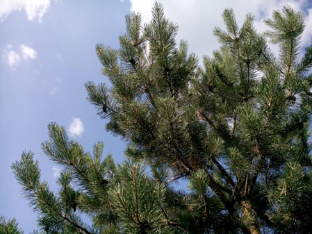 449x337  51 KB. Big one: 4096x3072  6176 KB