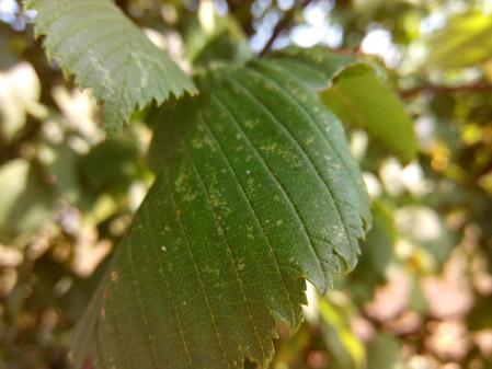 449x337  47 KB. Big one: 4160x3120  2273 KB