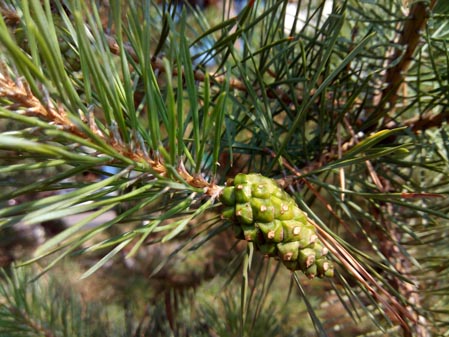 449x337  51 KB. Big one: 4160x3120  3266 KB