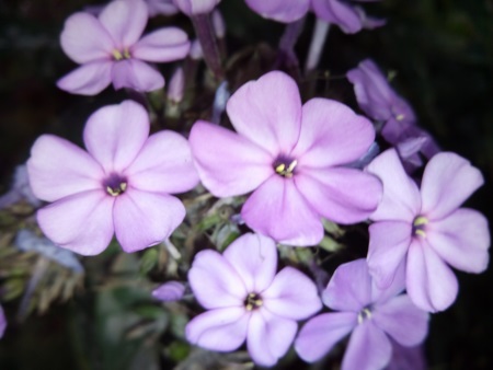 450x338  55 KB. Big one: 3264x2448  1498 KB