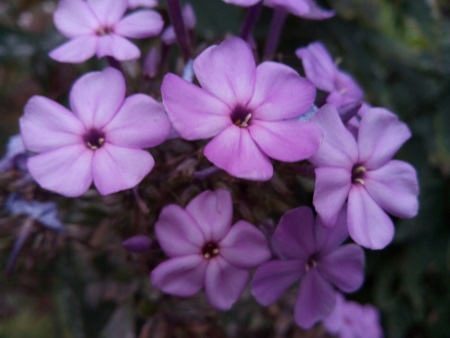 450x338  51 KB. Big one: 3264x2448  1642 KB