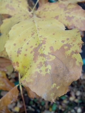 300x399  25 KB. Big one: 2448x3264  1844 KB