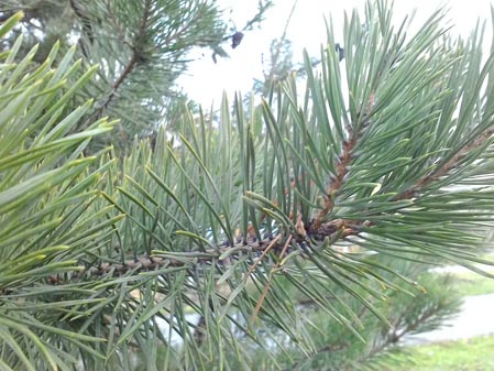 449x337  52 KB. Big one: 2560x1920  2065 KB