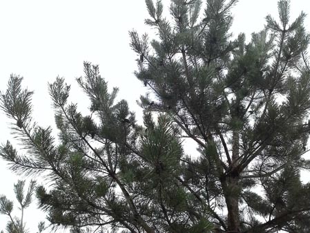 449x337  57 KB. Big one: 2560x1920  2699 KB