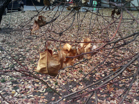 450x338  288 KB. Big one: 1600x1200  1443 KB