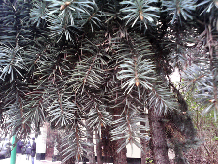 450x338  268 KB. Big one: 1600x1200  1300 KB