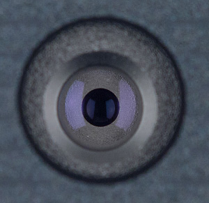 300x291  28 KB. Big one: 1059x1026  461 KB