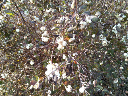 450x338  282 KB. Big one: 4160x3120  6798 KB