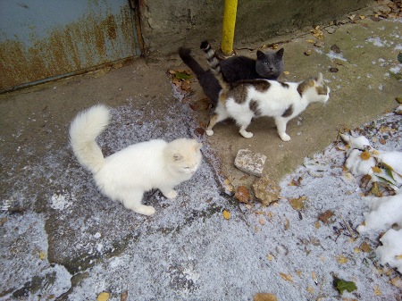 450x337  79 KB. Big one: 4160x3120  5319 KB