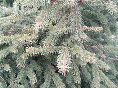 450x338  219 KB. Big one: 4160x3120  2564 KB