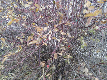 450x338  257 KB. Big one: 4160x3120  3461 KB