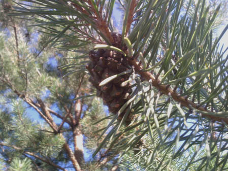 449x337  51 KB. Big one: 4096x3072  3968 KB