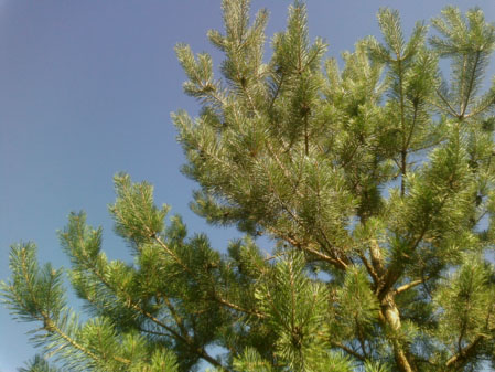 449x337  55 KB. Big one: 4096x3072  5292 KB