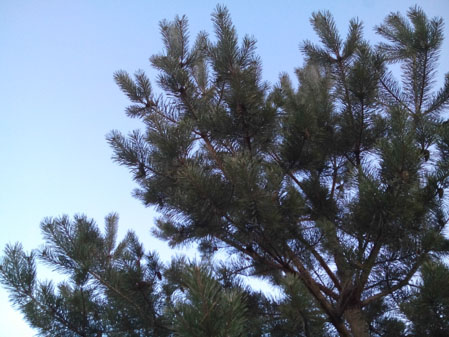 449x337  54 KB. Big one: 3264x2448  2765 KB