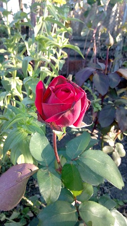 253x450  122 KB. Big one: 2736x4864  4506 KB