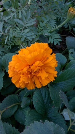 253x450  109 KB. Big one: 2736x4864  3747 KB