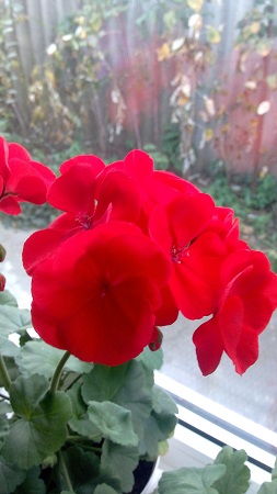 253x450  98 KB. Big one: 2736x4864  3275 KB