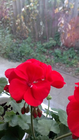 253x450  98 KB. Big one: 2736x4864  3504 KB