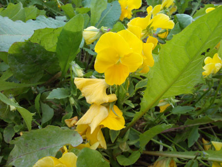 450x338  47 KB. Big one: 4160x3120  1638 KB