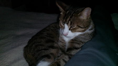 450x253  20 KB. Big one: 3840x2160  831 KB