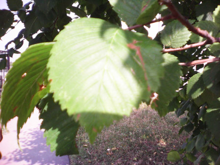 449x337  58 KB. Big one: 1600x1200  584 KB