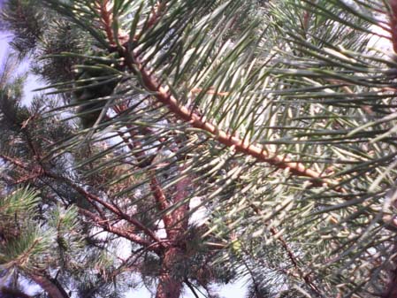 449x337  54 KB. Big one: 1600x1200  1031 KB