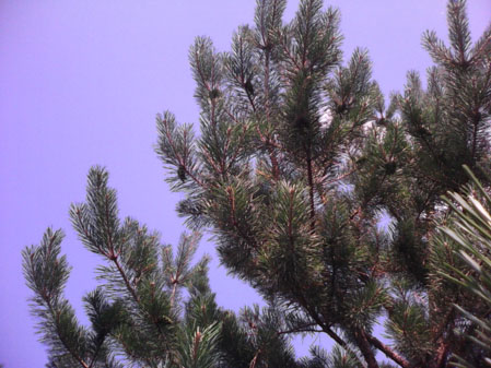 449x337  53 KB. Big one: 1600x1200  826 KB