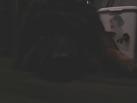 449x337  50 KB. Big one: 1600x1200  165 KB