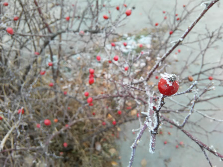 449x337  54 KB. Big one: 3200x2400  2548 KB