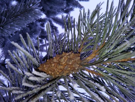 449x337  54 KB. Big one: 3200x2400  3791 KB