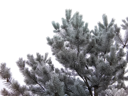 449x337  57 KB. Big one: 3200x2400  3585 KB