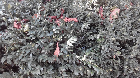 450x253  142 KB. Big one: 4864x2736  2292 KB