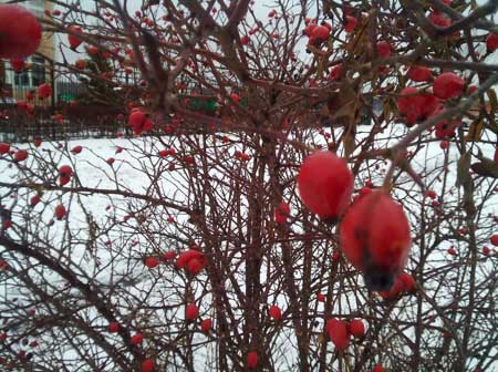 450x336  51 KB. Big one: 2592x1936  1389 KB