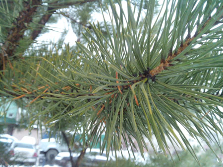 450x336  60 KB. Big one: 2592x1936  1228 KB