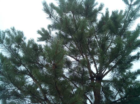 450x336  52 KB. Big one: 2592x1936  1422 KB