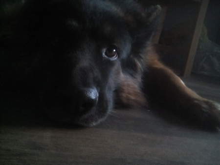 450x338  50 KB. Big one: 1600x1200  178 KB