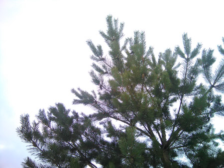 450x338  58 KB. Big one: 3264x2448  2232 KB