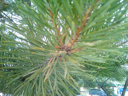 450x338  60 KB. Big one: 3264x2448  2307 KB