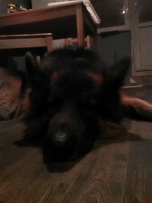 300x399  16 KB. Big one: 1200x1600  336 KB