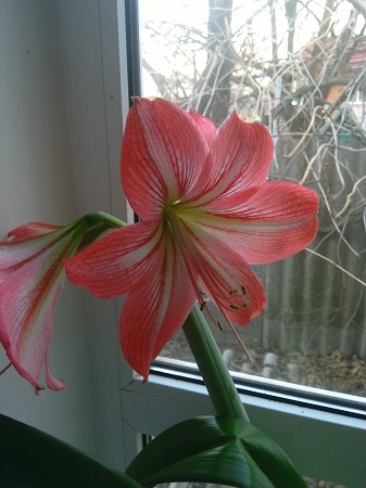 337x450  84 KB. Big one: 2448x3264  1269 KB