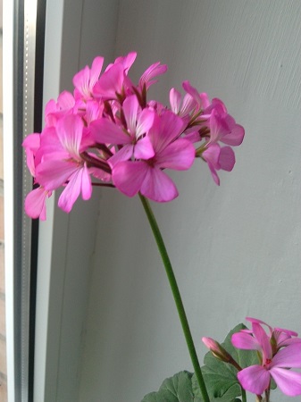 337x450  71 KB. Big one: 2448x3264  1286 KB