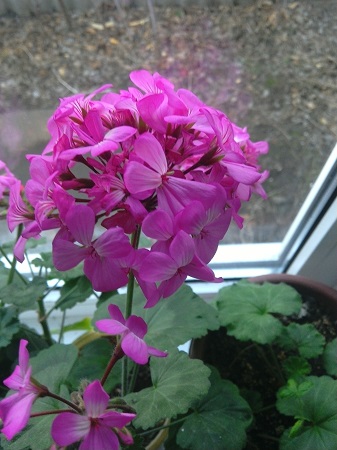 337x450  94 KB. Big one: 2448x3264  1441 KB